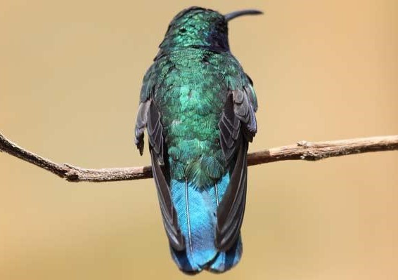 Green Violetear by Dominic Sherony 1