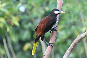 birding 05 300x200