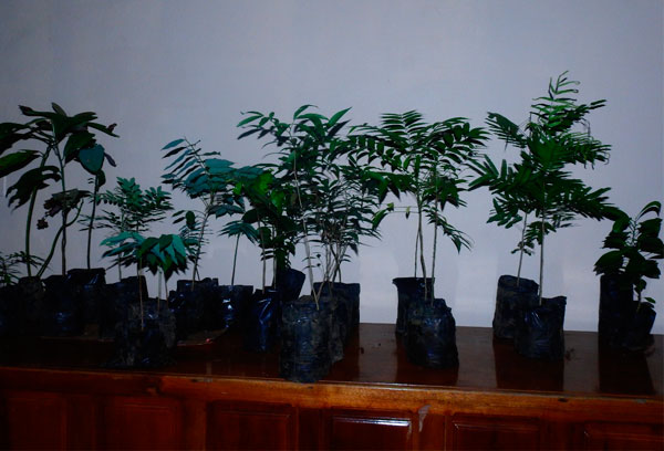 Reforestation 3