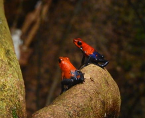 Blue Jeans Poison Dart Frog