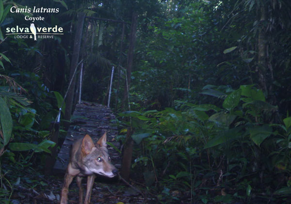 Canis latrans camera trap