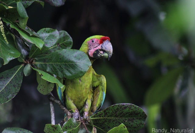 Great Green Macaw