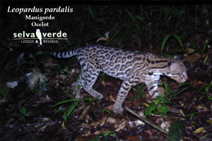 Leopardus pardalis camera trap