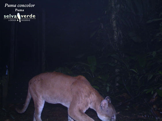 Puma concolor camera trap