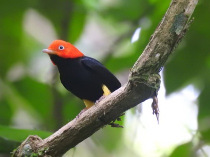 Red capped manakin