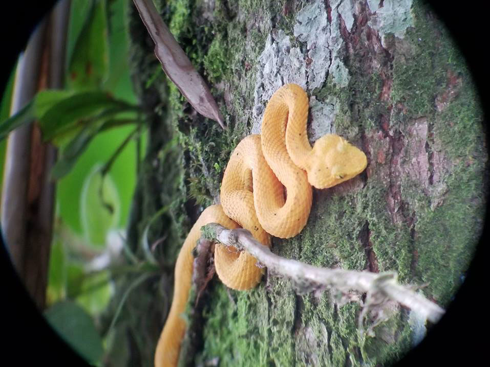 Eyelash viper