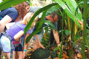 Exploring the rainforest