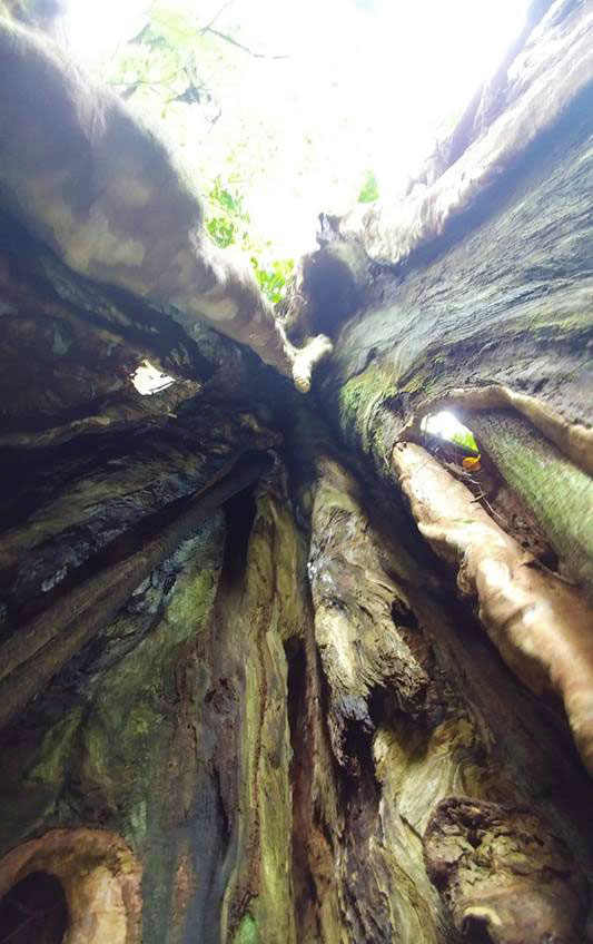 Standing inside a tree